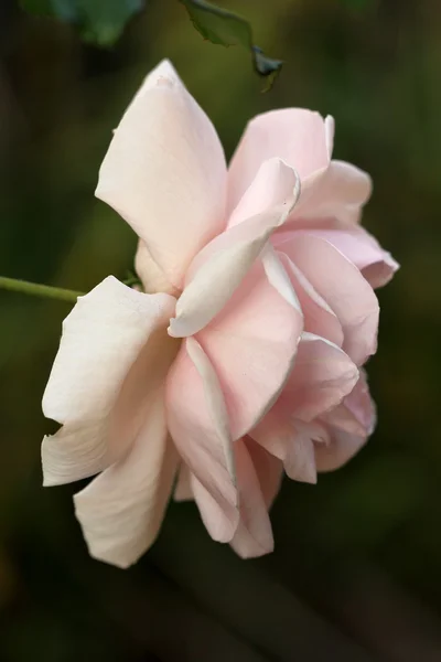 Блідо-рожевий підннявся — стокове фото