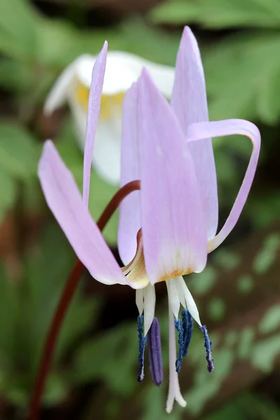 Dogtooth violet - Erythronium dens-canis — Stock Photo, Image