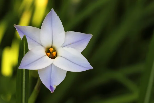 Звездный цветок - Ipheion uniflorum — стоковое фото