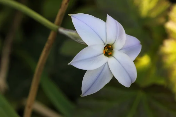 Starflower - Ipheion uniflorum — Stock Photo, Image