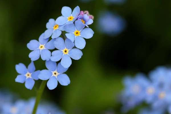 Forget me not — Stock Photo, Image