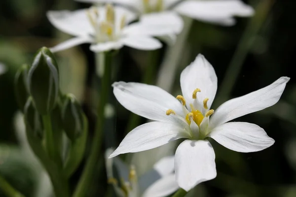 Ornithogalum umbellatum — Stock Photo, Image