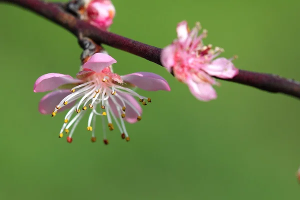 Prunus - Stock-foto
