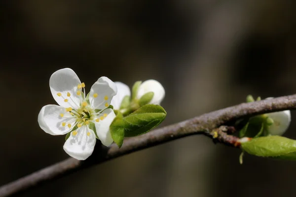 Prunus - Stock-foto