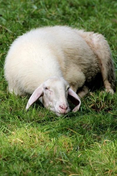 Zmęczony owiec — Zdjęcie stockowe
