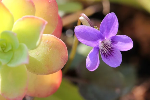 Violeta — Foto de Stock