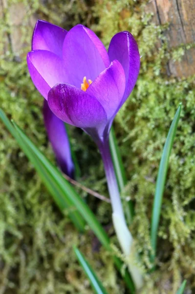 Krokus — Stockfoto