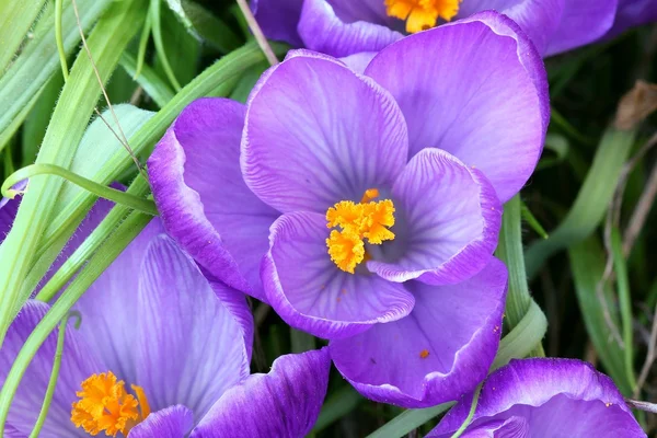 Crocus — Stock Fotó