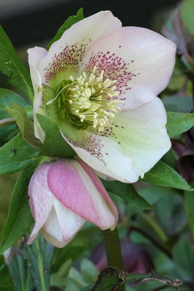 Helleborus — Stock Photo, Image