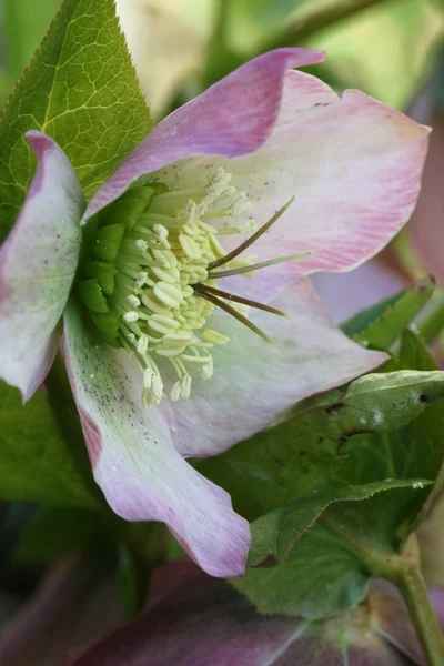 Helleborus — Stock fotografie