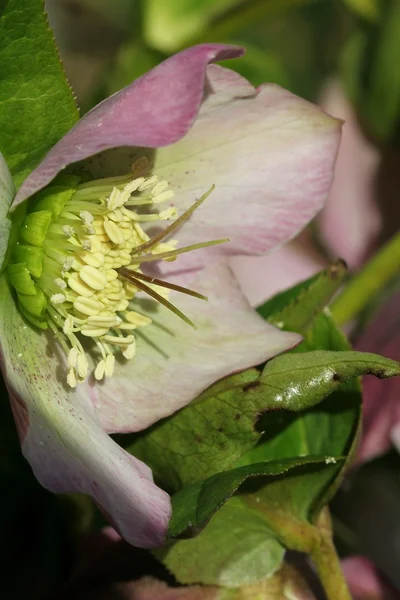 Helleborus — Stock Photo, Image