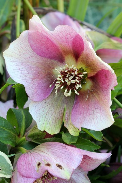 Helleborus