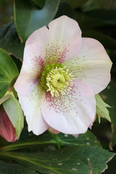 Helleborus — Stock fotografie