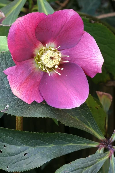 Helleborus — Stock fotografie