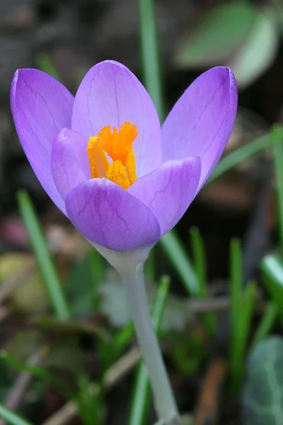 Blauer Krokus — Stockfoto