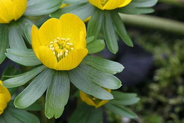 Eranthis hyemalis — Stockfoto