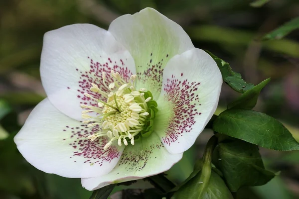 Helleborus — Stock fotografie