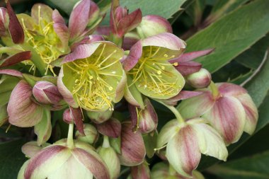 Helleborus