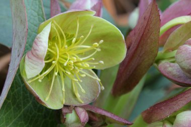 Helleborus