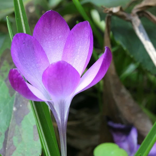 Crocus — Stock Photo, Image