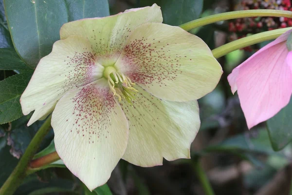 Helleborus — Stock Photo, Image