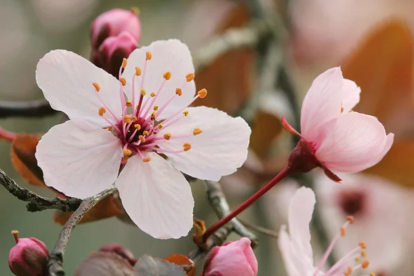 Prunus Pissardii - Stock-foto