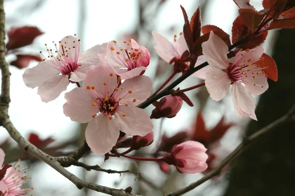 Prunus Pissardii - Stock-foto