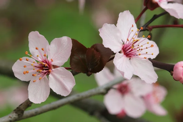 Prunus Pissardii - Stock-foto