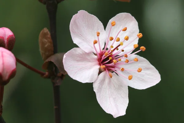 Prunus Pissardii — Φωτογραφία Αρχείου