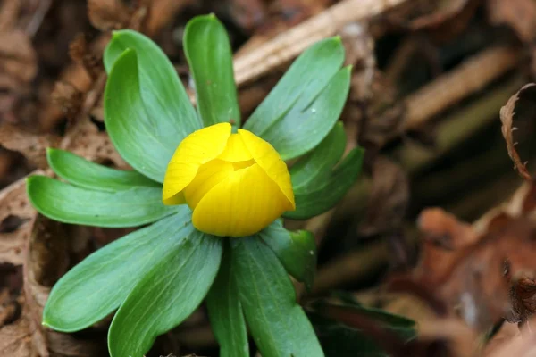 Eranthis hyemalis - Fechar — Fotografia de Stock