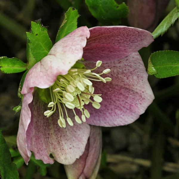 Hybrid hellebore - Helleborus — Stock Photo, Image