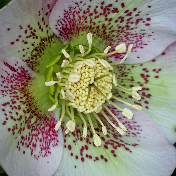 Hybrid hellebore - Helleborus — Stock Photo, Image