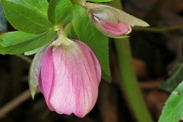 Hybrid hellebore - Helleborus — Stock Photo, Image