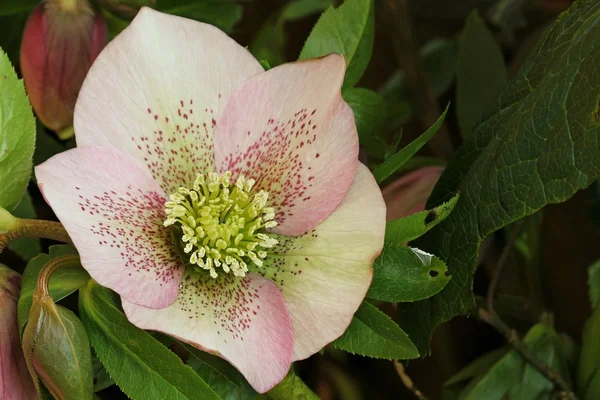 Hybrid hellebore - Helleborus — Stock Photo, Image