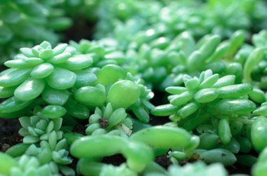 Botanik bahçesinde yeşil bitkiler.