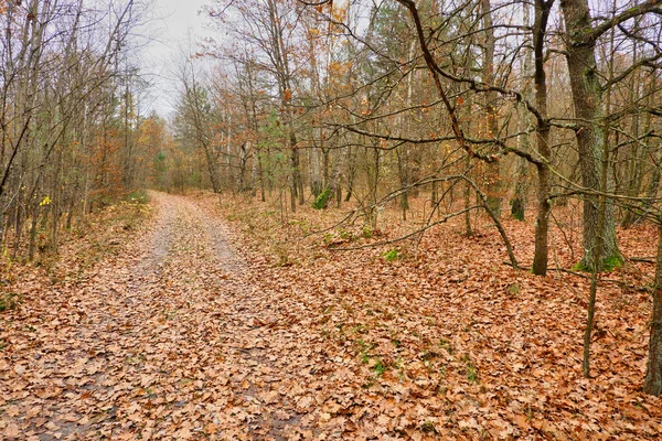 Autumn road covered with fallen leaves. — Stock Photo, Image