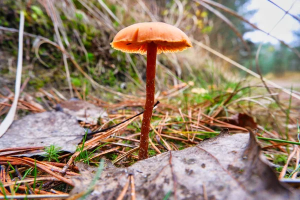 Een paddestoel van een paddestoel met een dunne stengel van oranje-rode kleur in de herfst. — Stockfoto