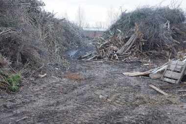 Ahşap atık çöplüğü. Talaş dağları, dallar ve ağaçlar. Çevre güvenliği kavramı.