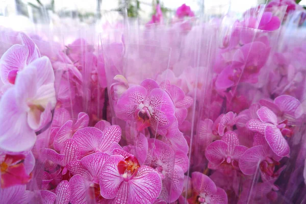 Lots of prepared bouquets of pink orchid flowers. — Stock Photo, Image