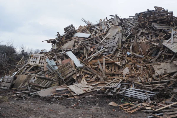 Woodworking waste dump. Mountains of sawdust, branches and trees. Environmental safety concept.