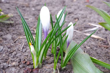 Genç bir kar damlasının beyaz tomurcukları topraktan çıkıyor..