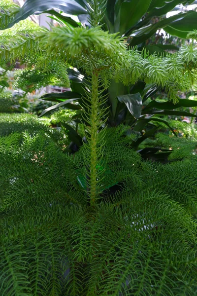 The trunk of an indoor plant, strewn with branches in the form of needles and similar to a spruce. — Stock Photo, Image