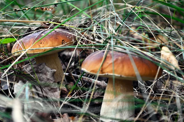 Cep cogumelos em um contexto — Fotografia de Stock