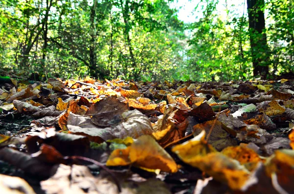 Macro foto van een gevallen bladeren in de herfst bos, ondiep dof — Stockfoto