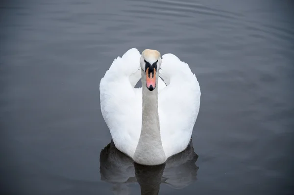 Uno o muchos cisnes en el agua fría a principios de primavera —  Fotos de Stock