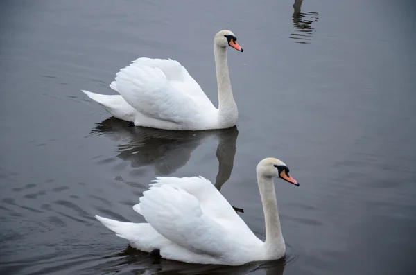 Uno o muchos cisnes en el agua fría a principios de primavera —  Fotos de Stock
