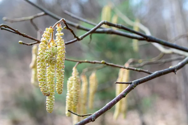 Bahar Beyaz Rusya, brançlardan genç böbrek için geldi.
