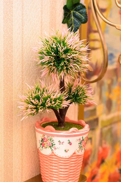 Pot on the table with pine trees in interior of apartment — Stock Photo, Image