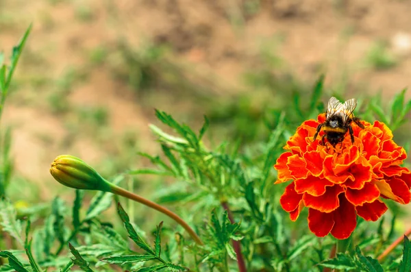 Nektar toplama bir parlak çiçek arıya bumble.