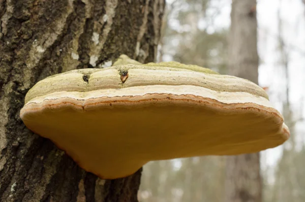 Wood mushroom on birch. — Stock Photo, Image